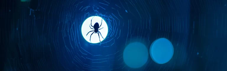 Spider on a Web