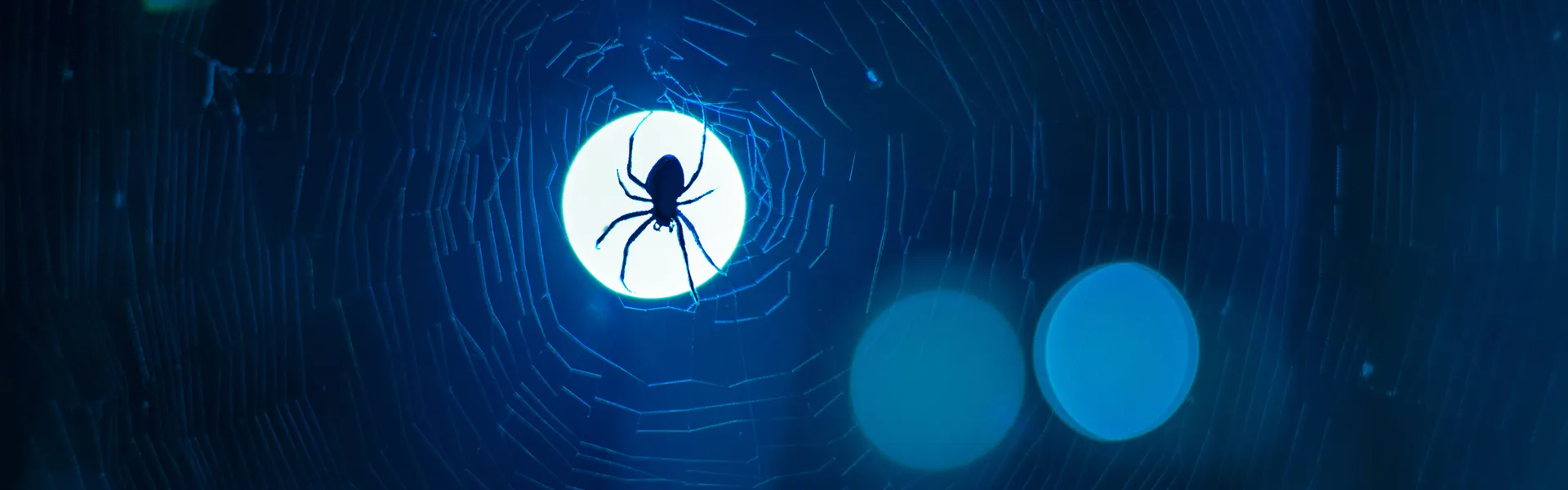 Spiders and Dragons Targeting Retailers: What does the insurance industry and retailers need to be on the lookout for?